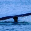 Απίστευτο: Φάλαινα εντοπίστηκε στην παραλία Αλίμου (βίντεο)