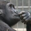 Θανάτωση χιμπατζή: Ο ιδρυτής του Αττικού Ζωολογικού Πάρκου μιλά και δίνει εξηγήσεις (βίντεο)
