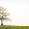 Πέντε στοχασμοί του Irvin D. Yalom που φωτίζουν τη ζωή