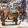 Απίστευτο σκηνικό: Αγωγιάτες στη Σαντορίνη επιτέθηκαν σε ακτιβίστριες της Peta